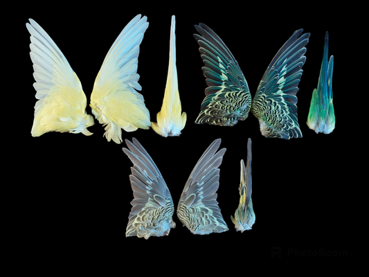 Parakeet set of wings and tail