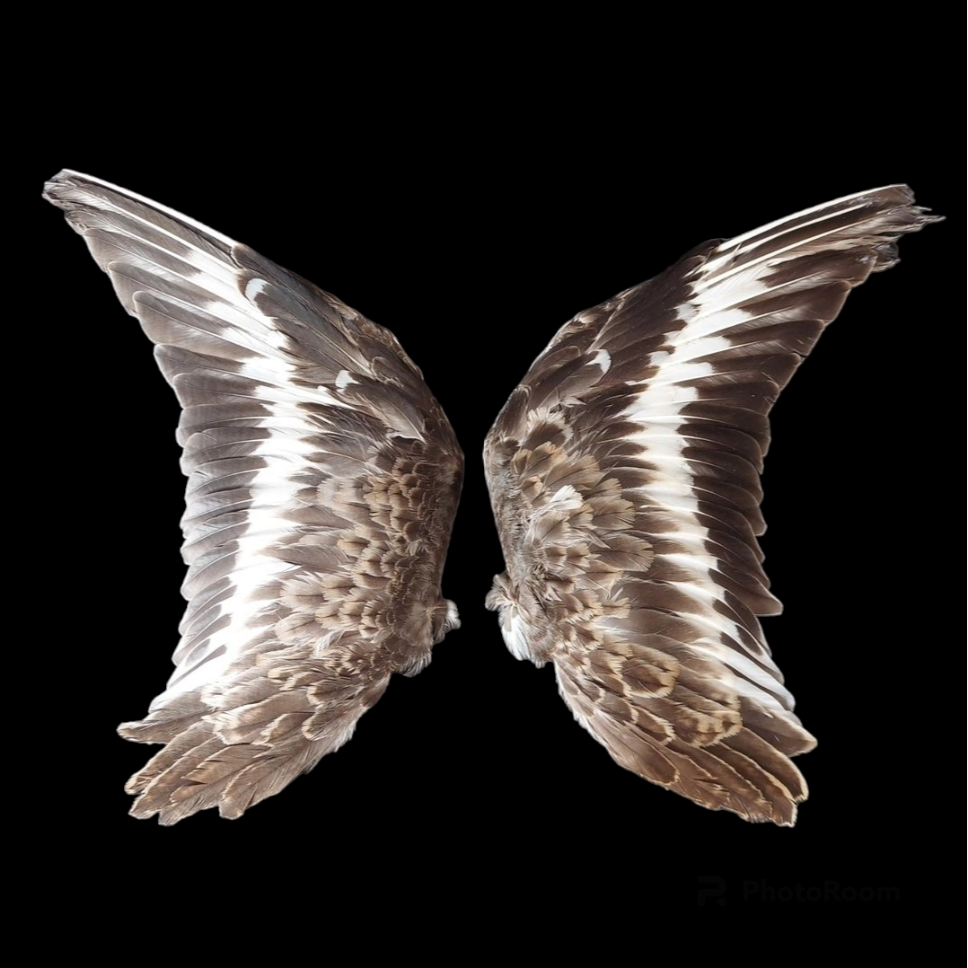 Ruff set of wings