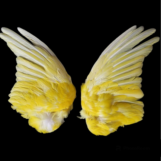 Kakariki set of wings