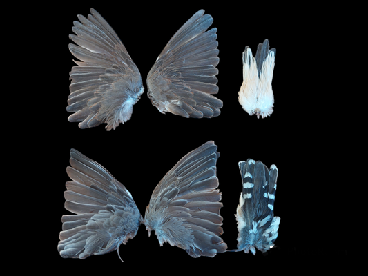 Zebra finch set of wings and tail