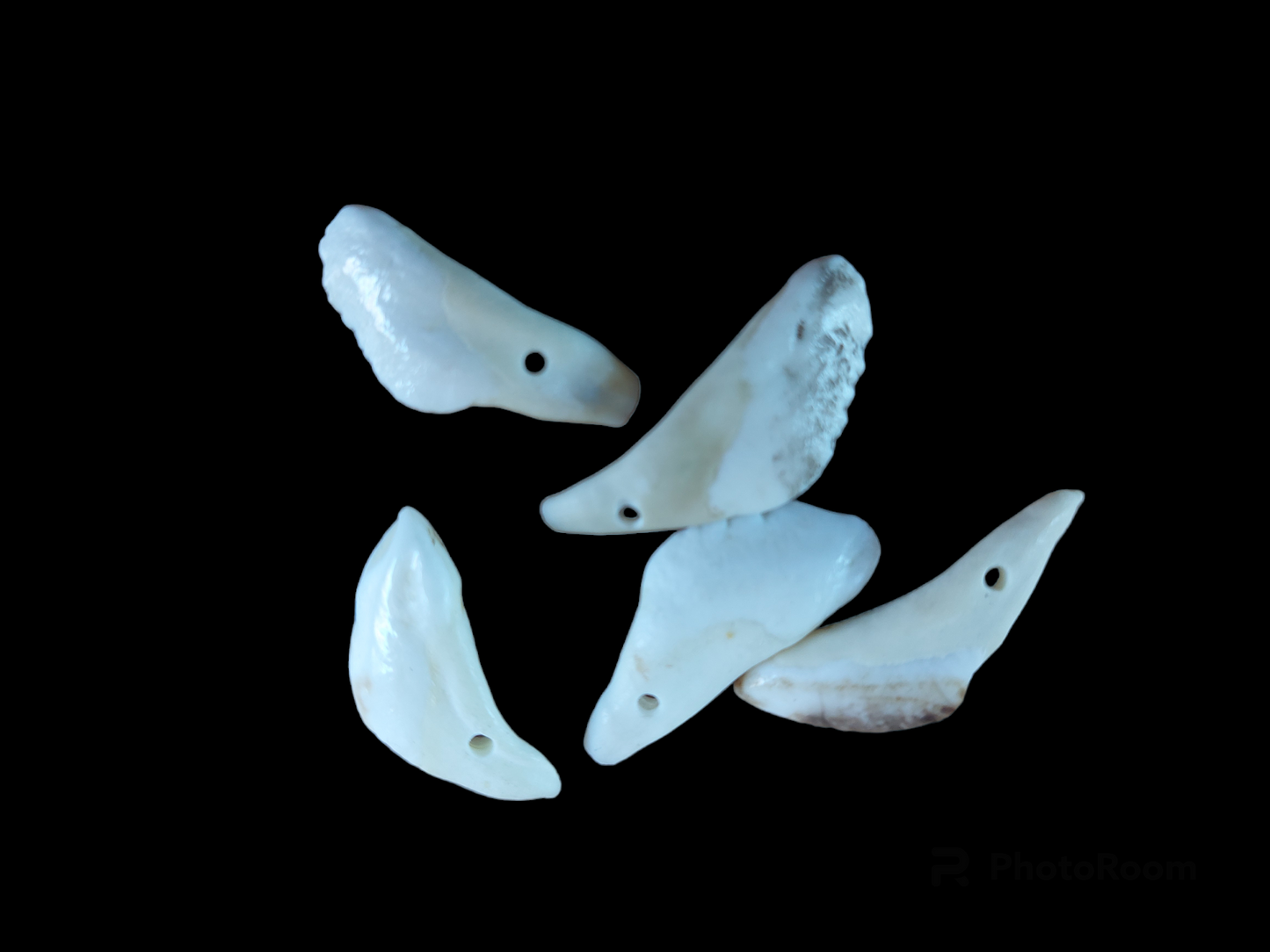 Wild boar premolar teeth