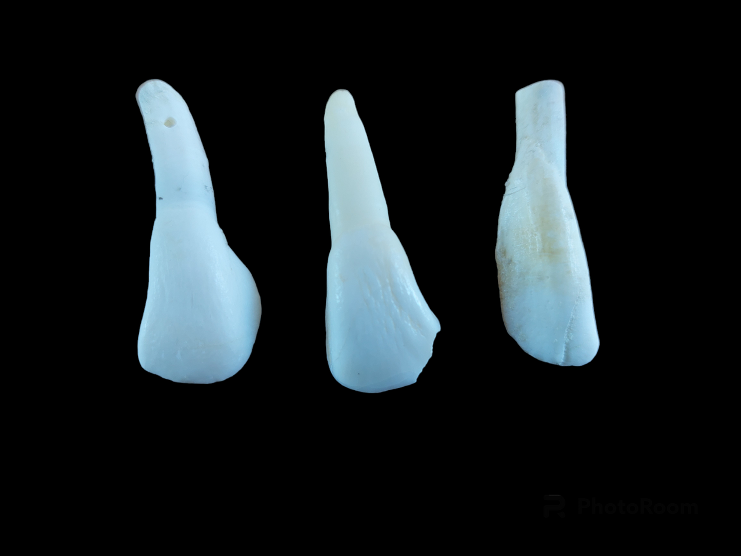 Cow incisor teeth