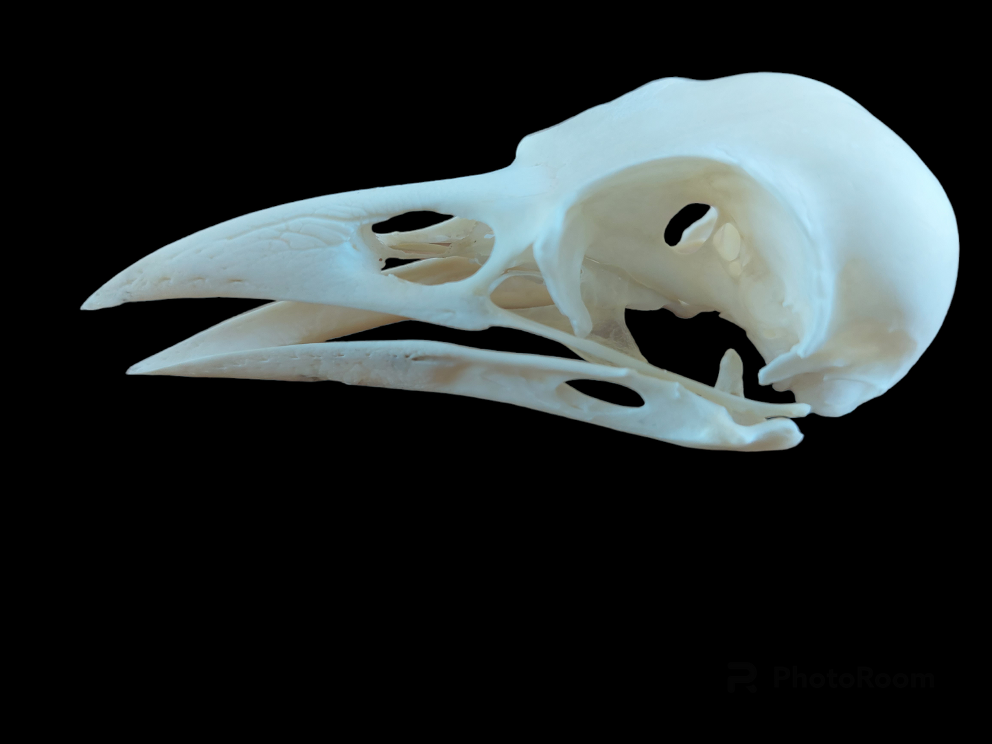 Crow skull #2