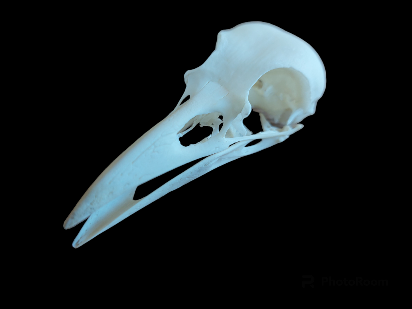 Crow skull #2