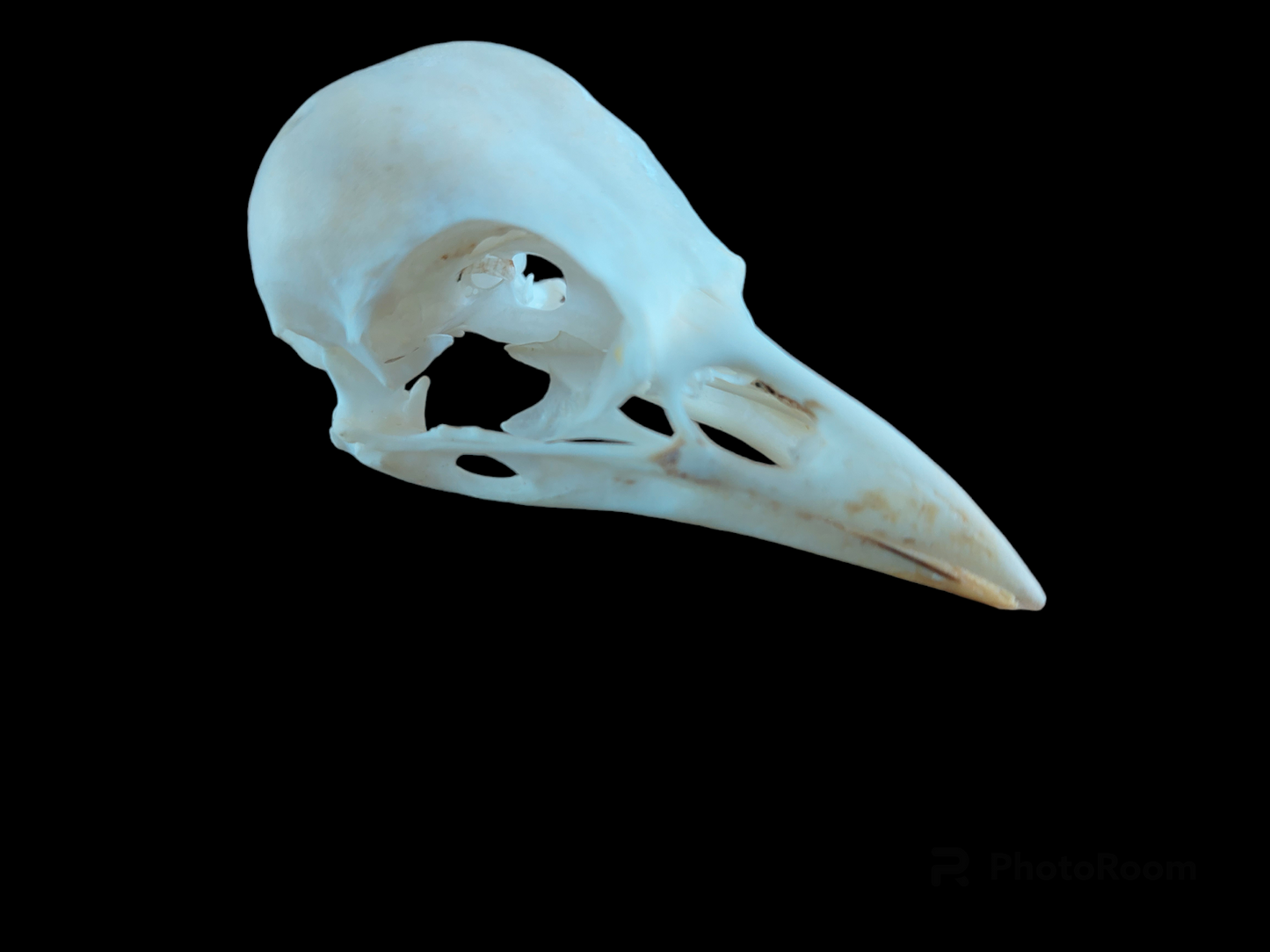 Jackdaw skull #2