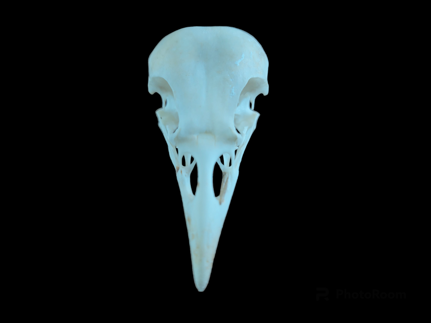 Jackdaw skull #2