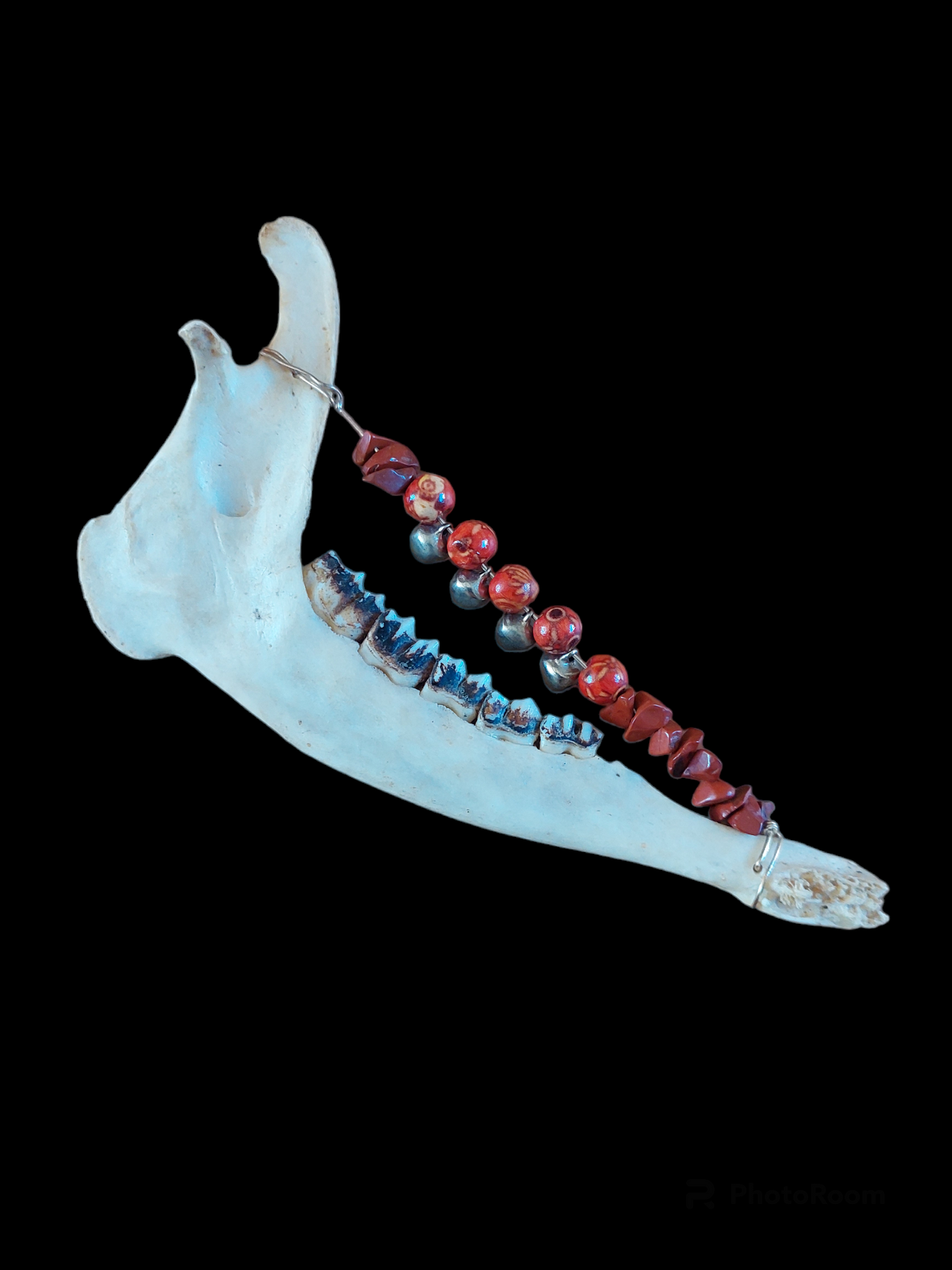 Roe deer jaw bone rattle