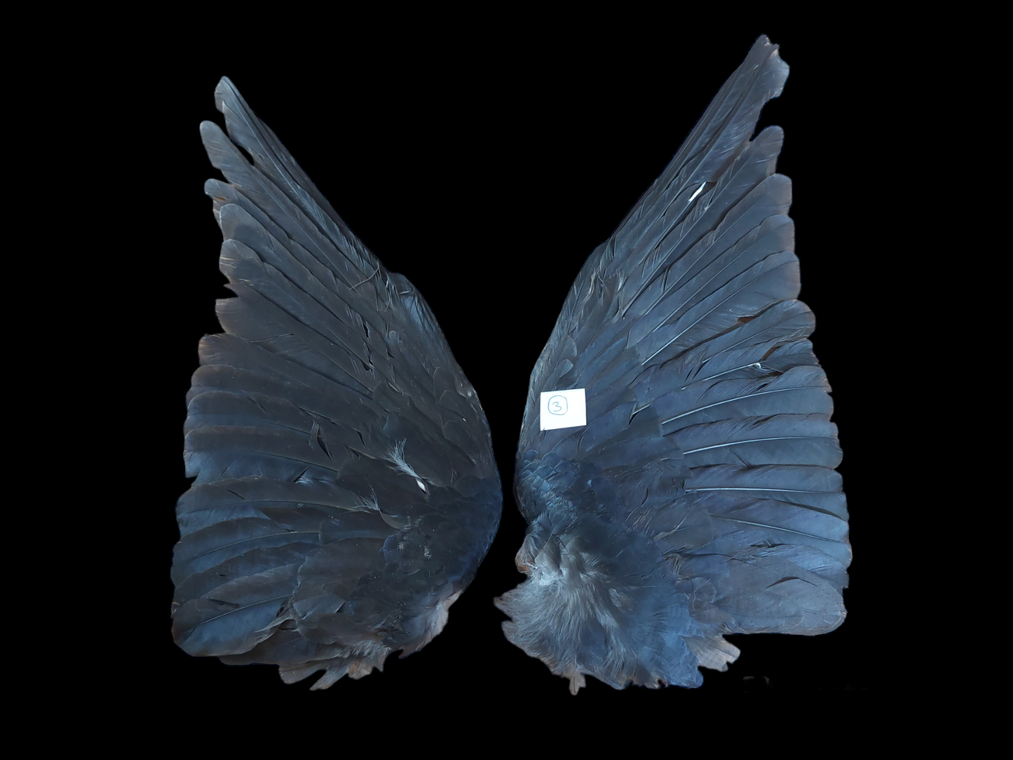 Jackdaw set of wings #3