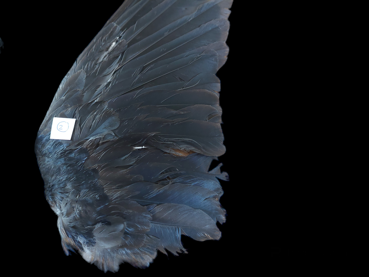 Jackdaw set of wings #2