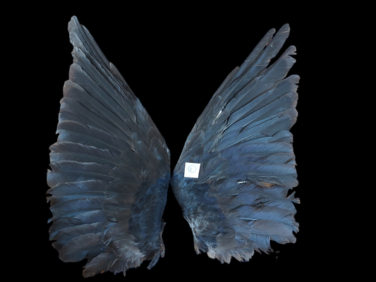 Jackdaw set of wings #2