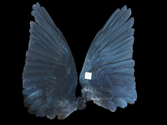 Jackdaw set of wings #1