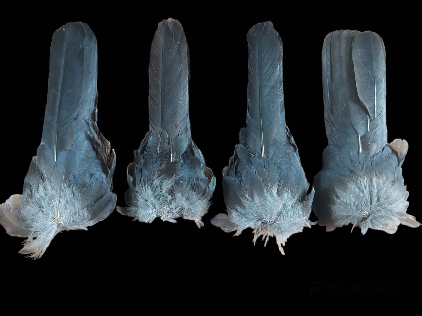 Jackdaw tails