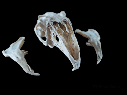 Hare skull