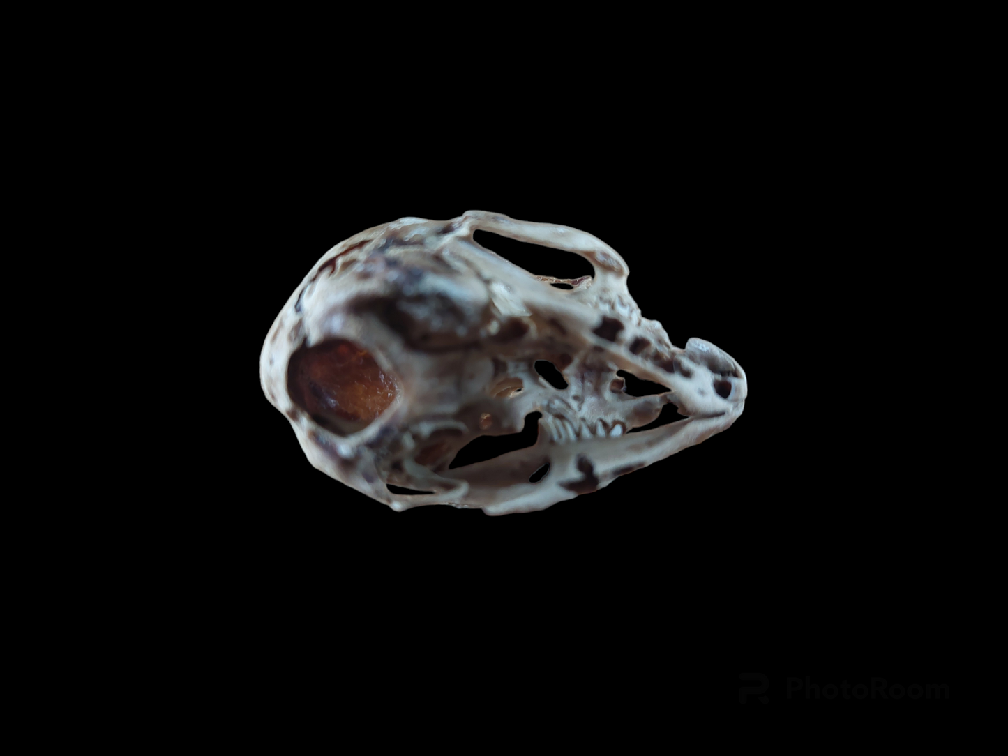 Baby hare skull, B-quality