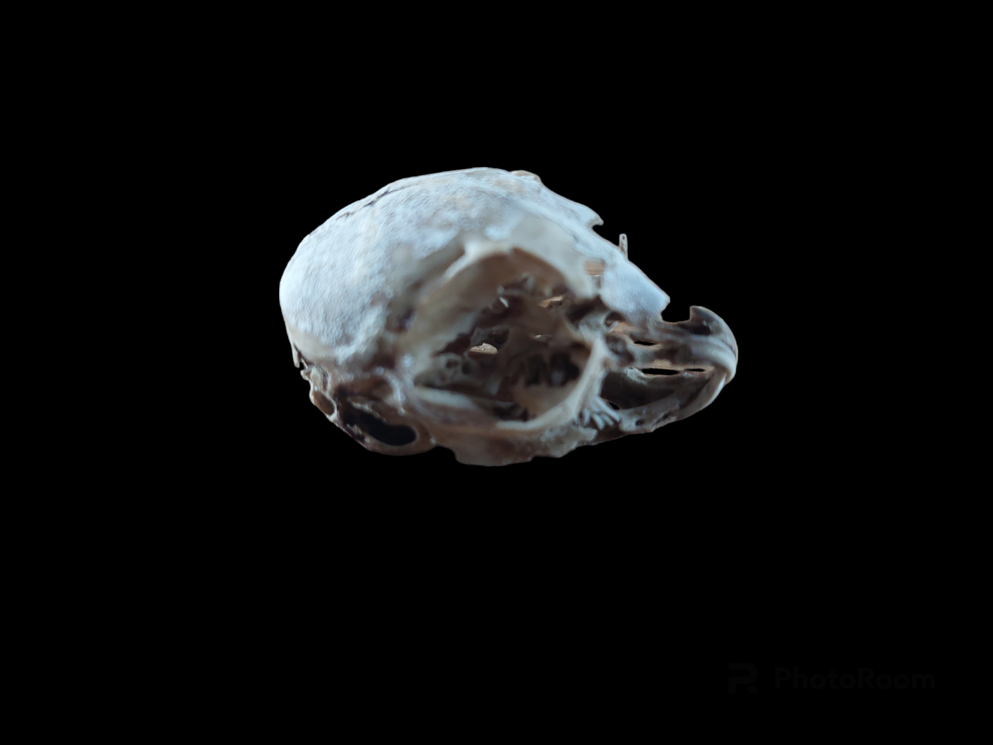 Baby hare skull, B-quality