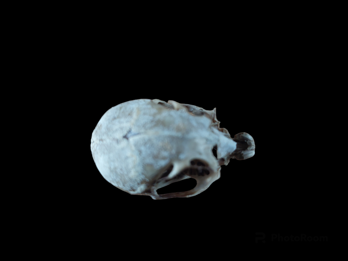 Baby hare skull, B-quality