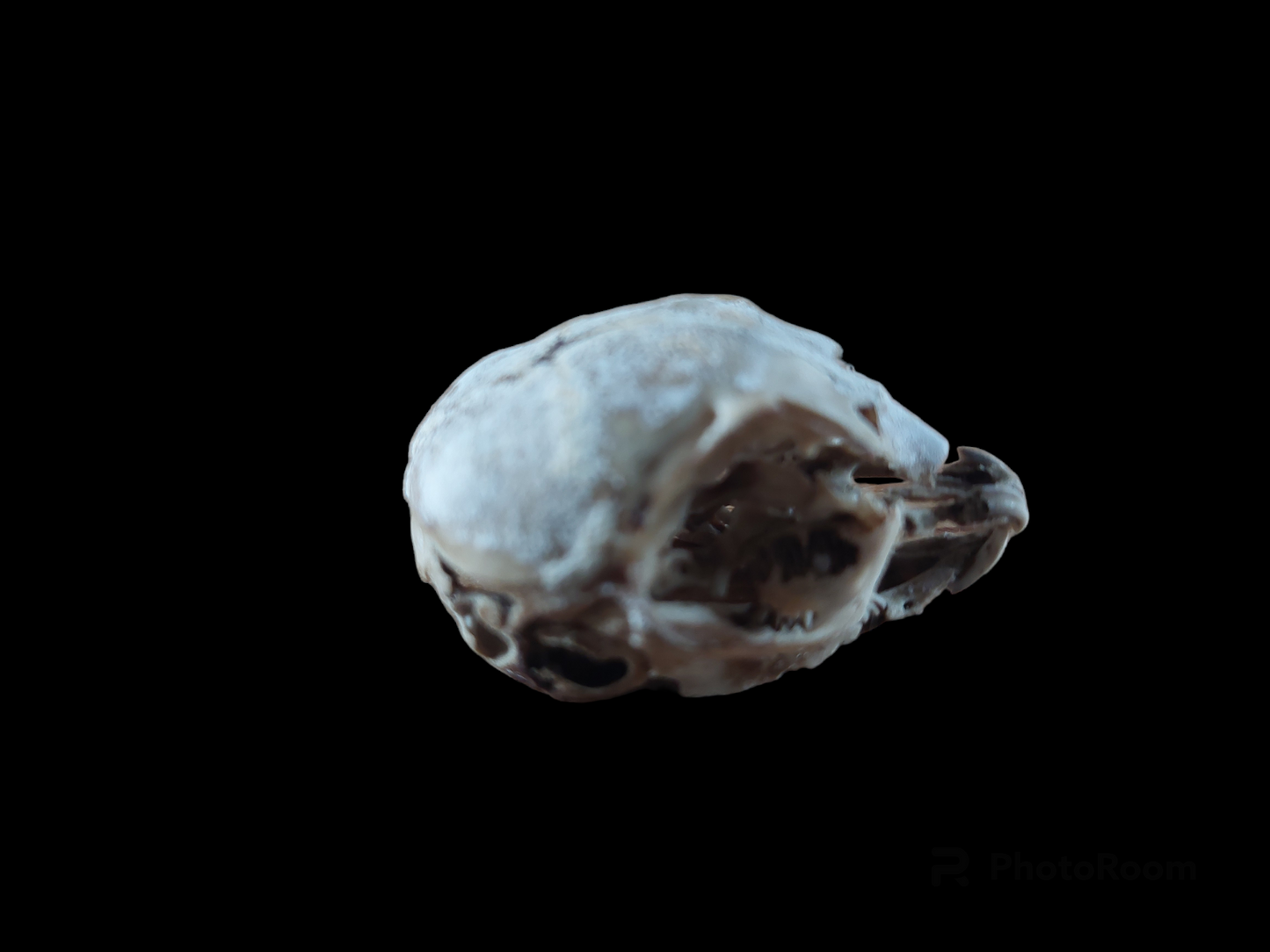 Baby hare skull, B-quality