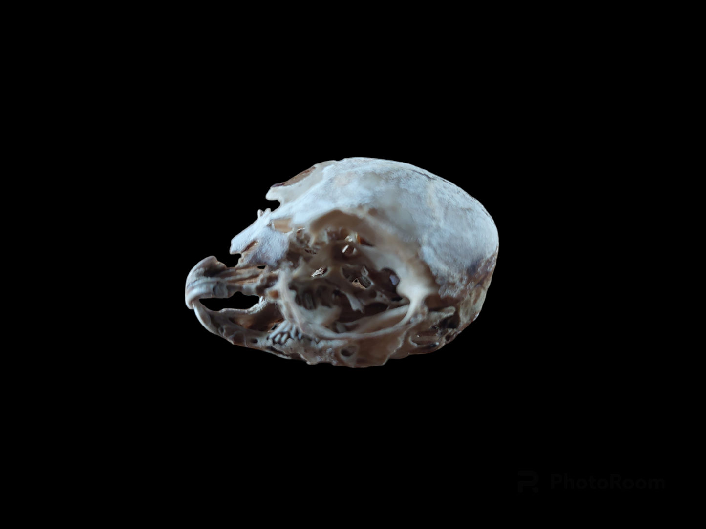 Baby hare skull, B-quality