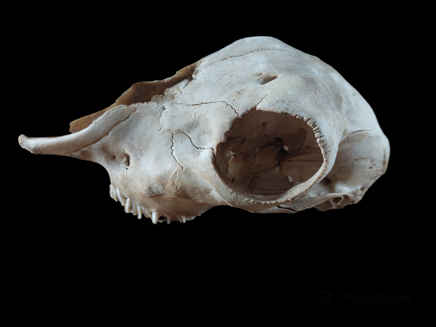 Sheep skull #1, B-quality