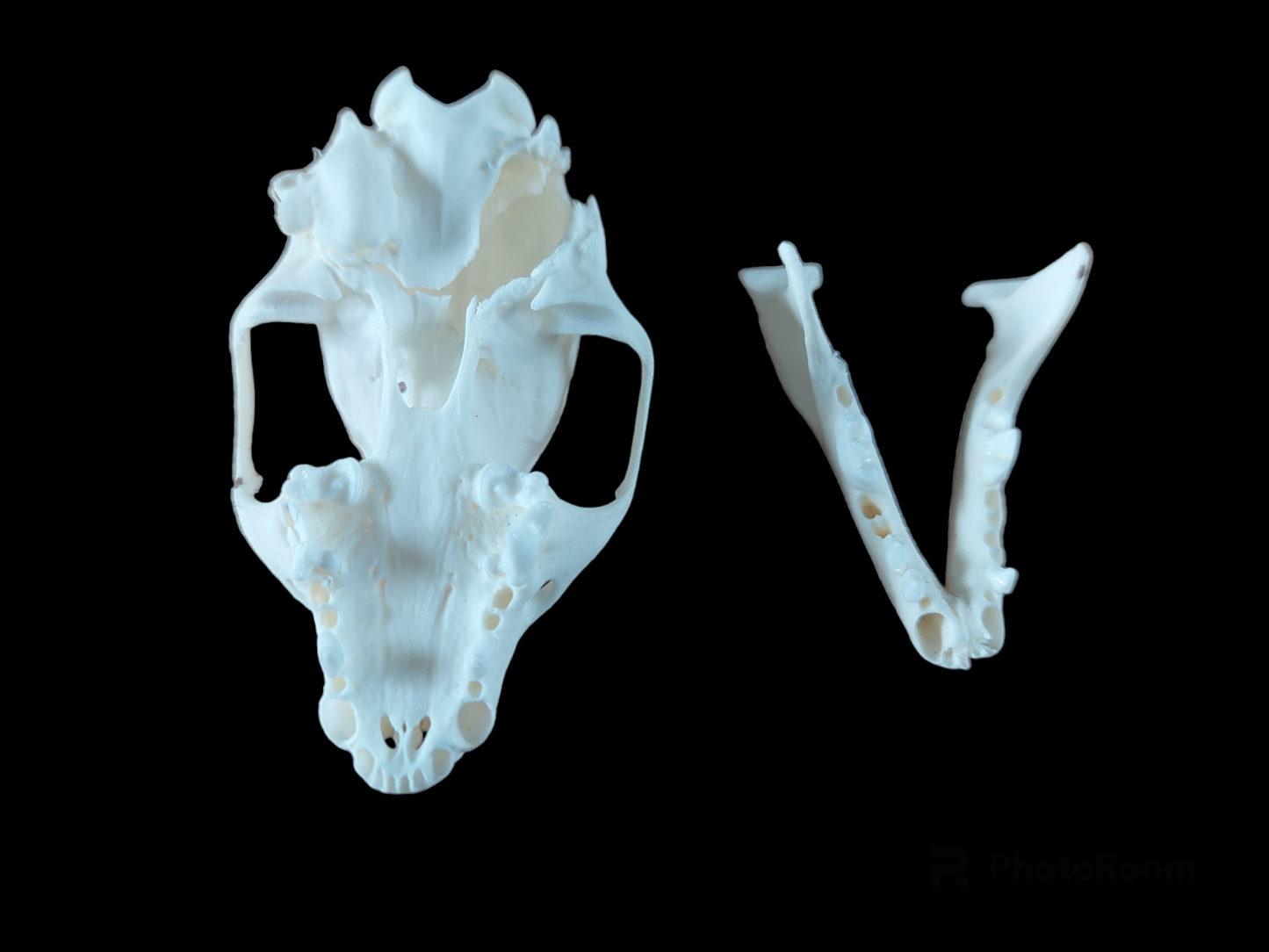 Marten skull, B-quality