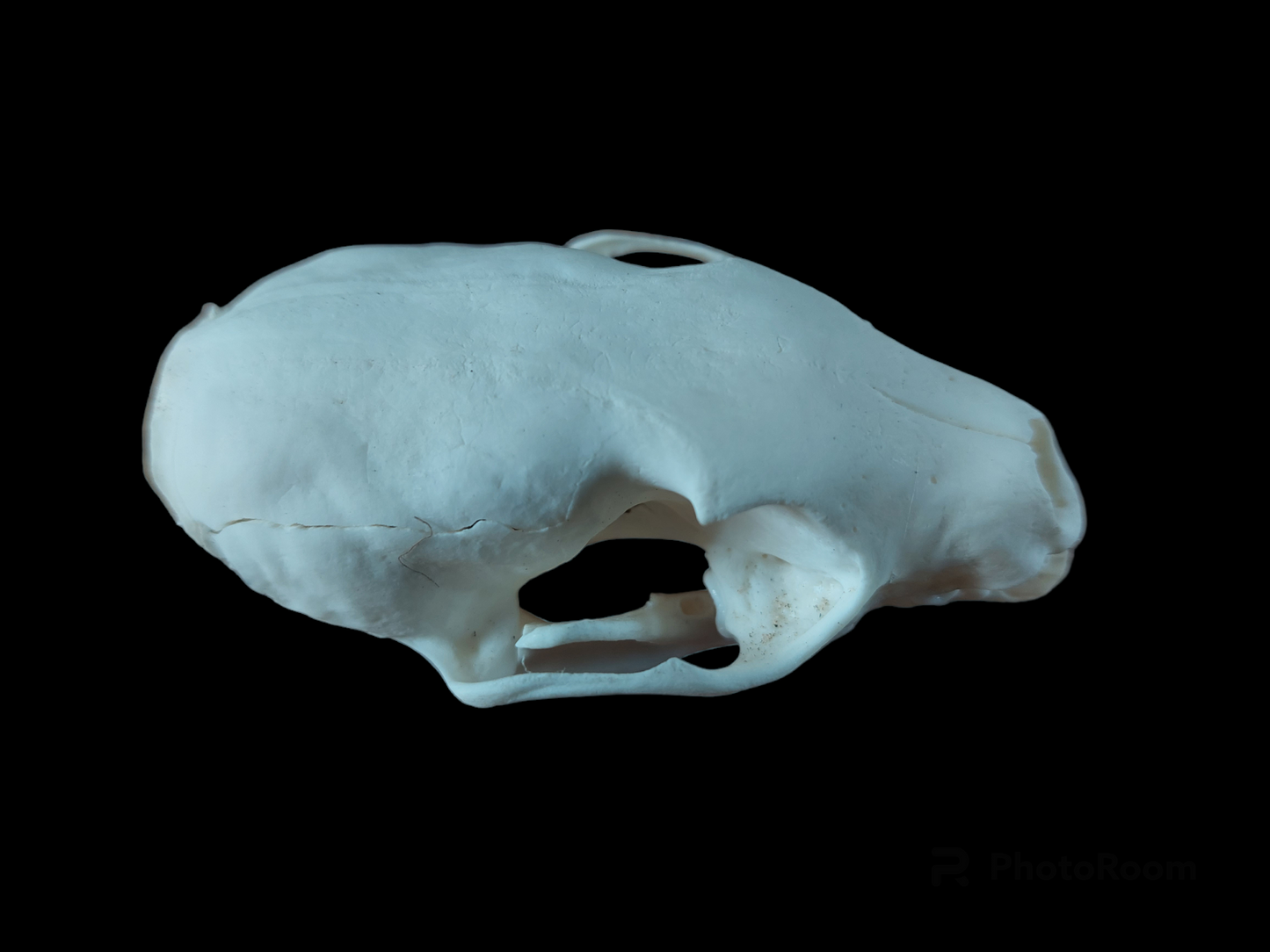 Marten skull, B-quality