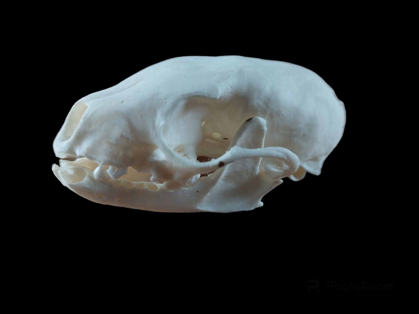 Marten skull, B-quality