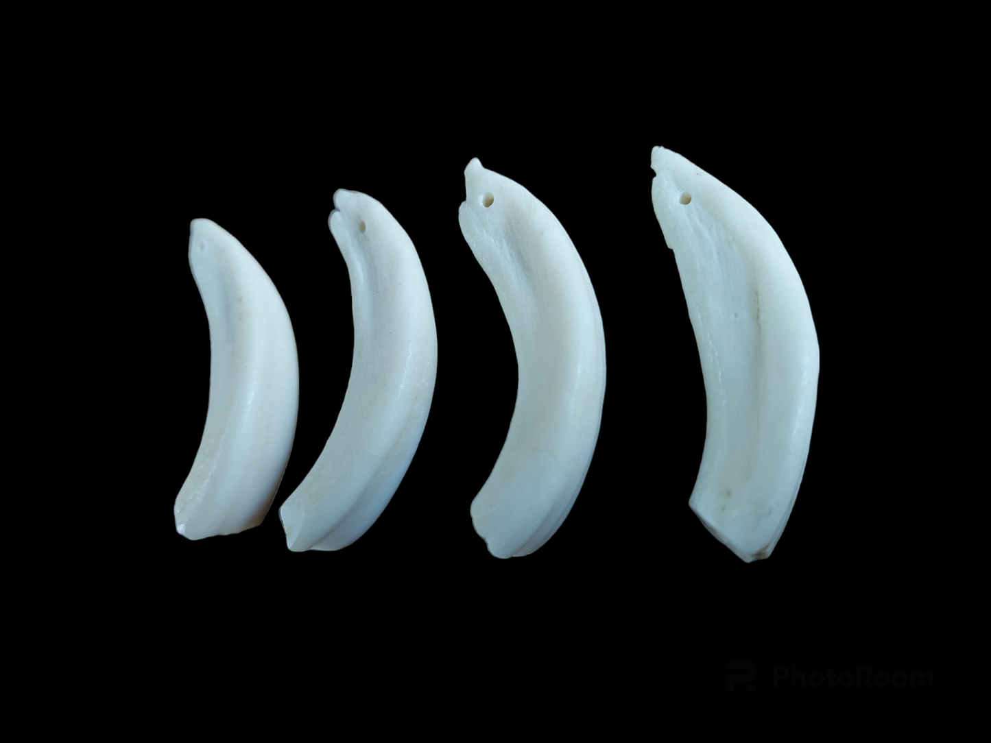 Camel incisor teeth