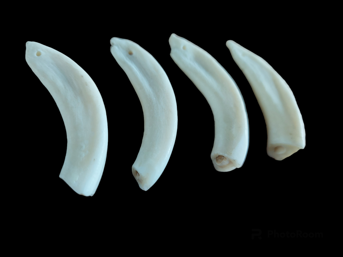 Camel incisor teeth