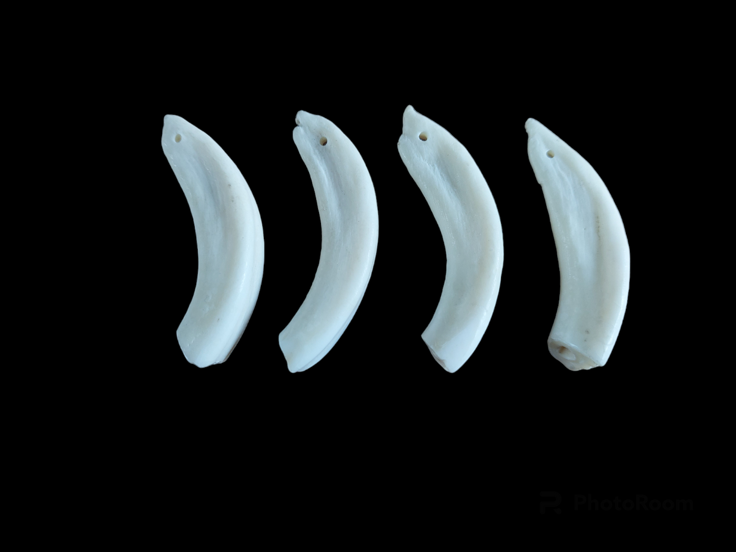 Camel incisor teeth