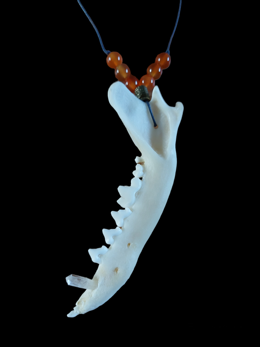 Fox jaw bone with crystal and carnelion amulet necklace