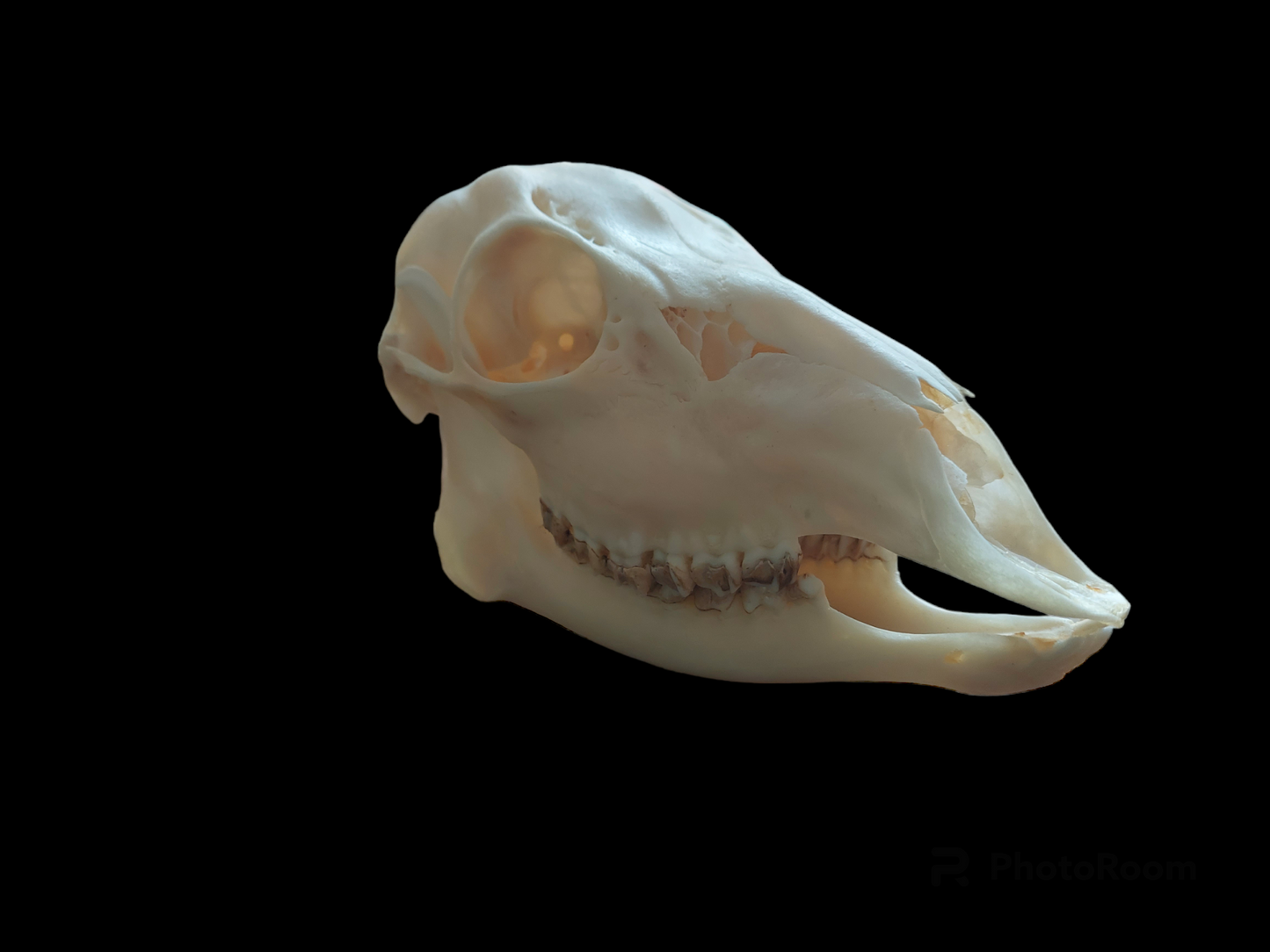 Roe deer skull