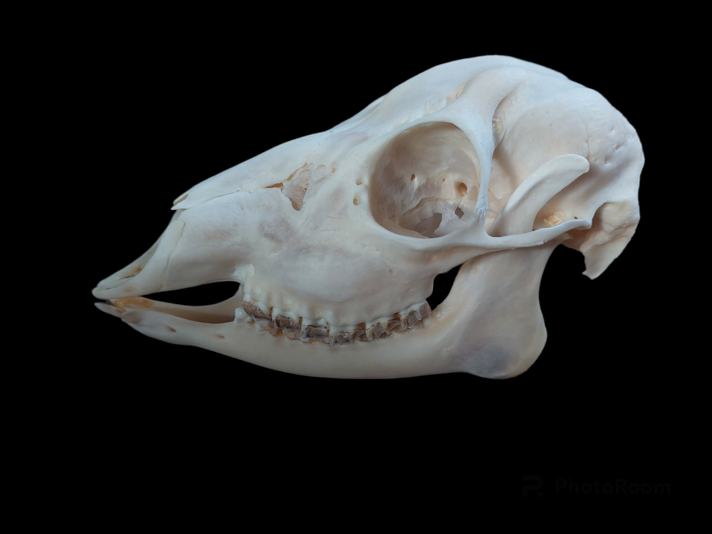 Roe deer skull