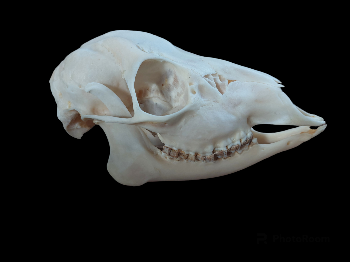 Roe deer skull