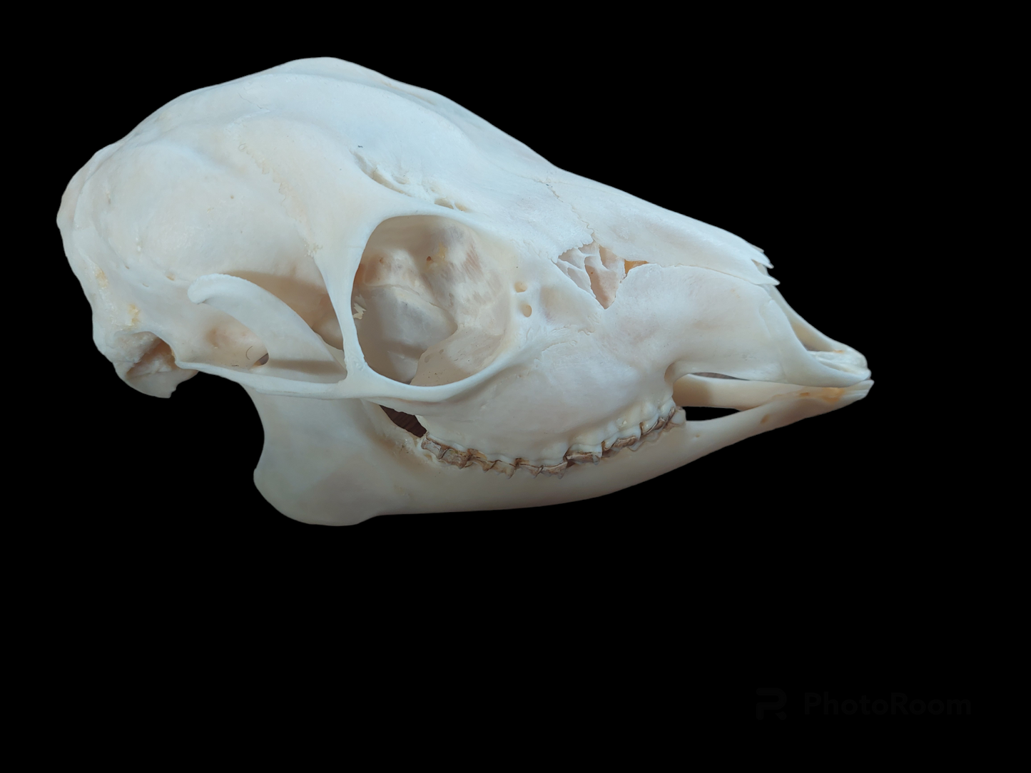 Roe deer skull