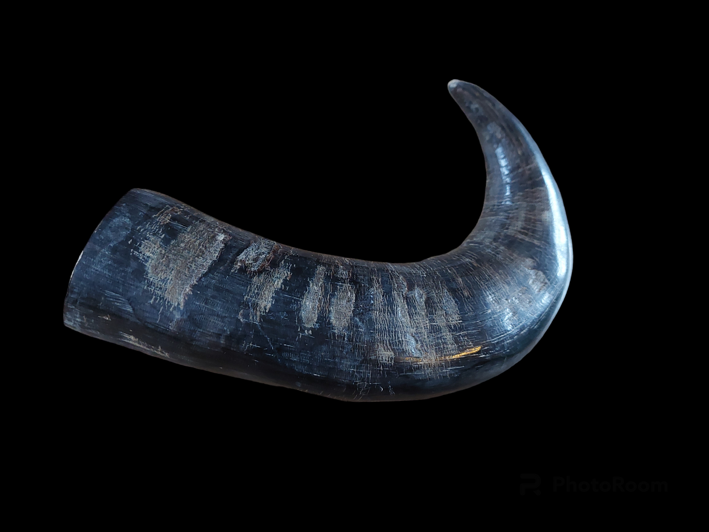 Water buffalo horn, single