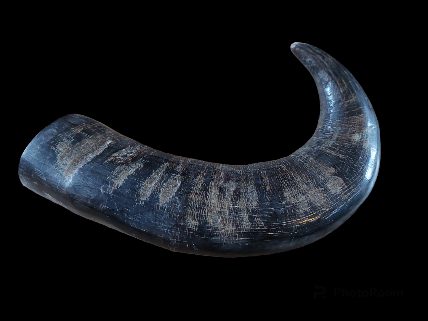 Water buffalo horn, single