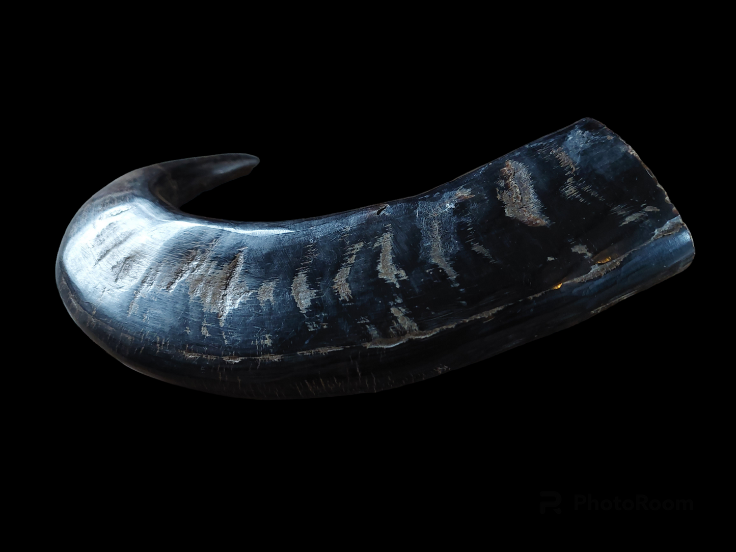 Water buffalo horn, single