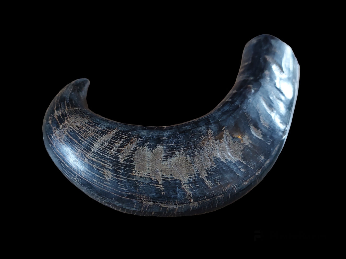 Water buffalo horn, single