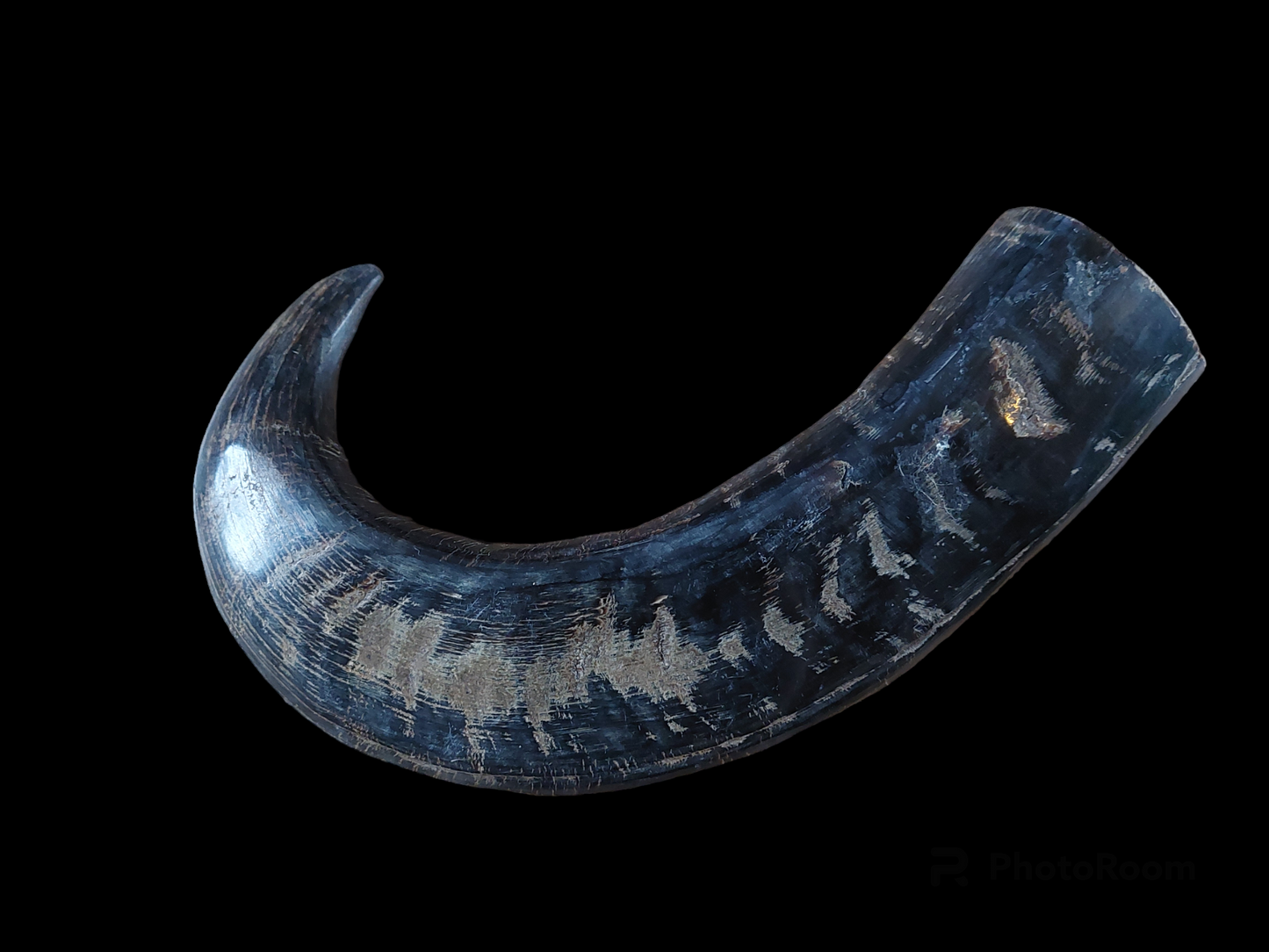 Water buffalo horn, single