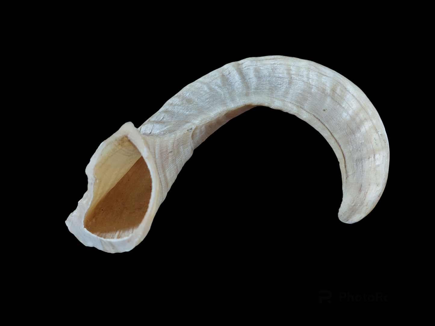 Sheep horn