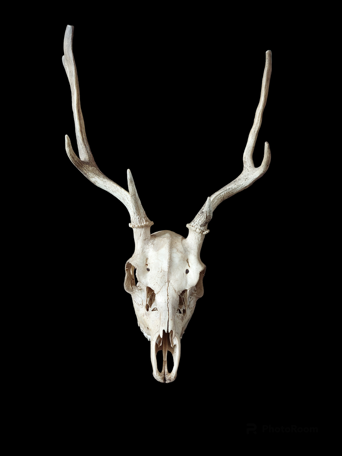 Fallow deer upper skull