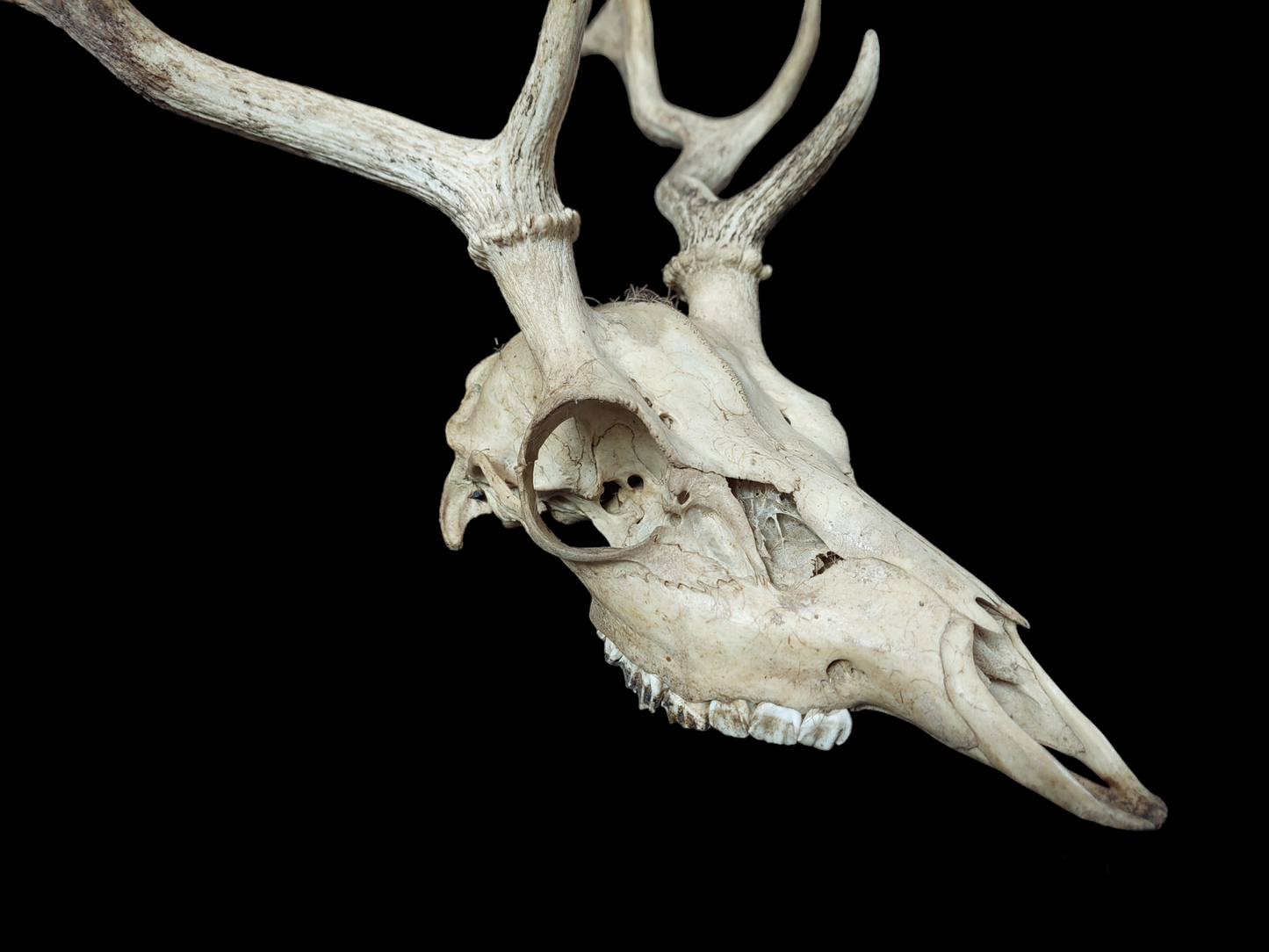 Fallow deer upper skull