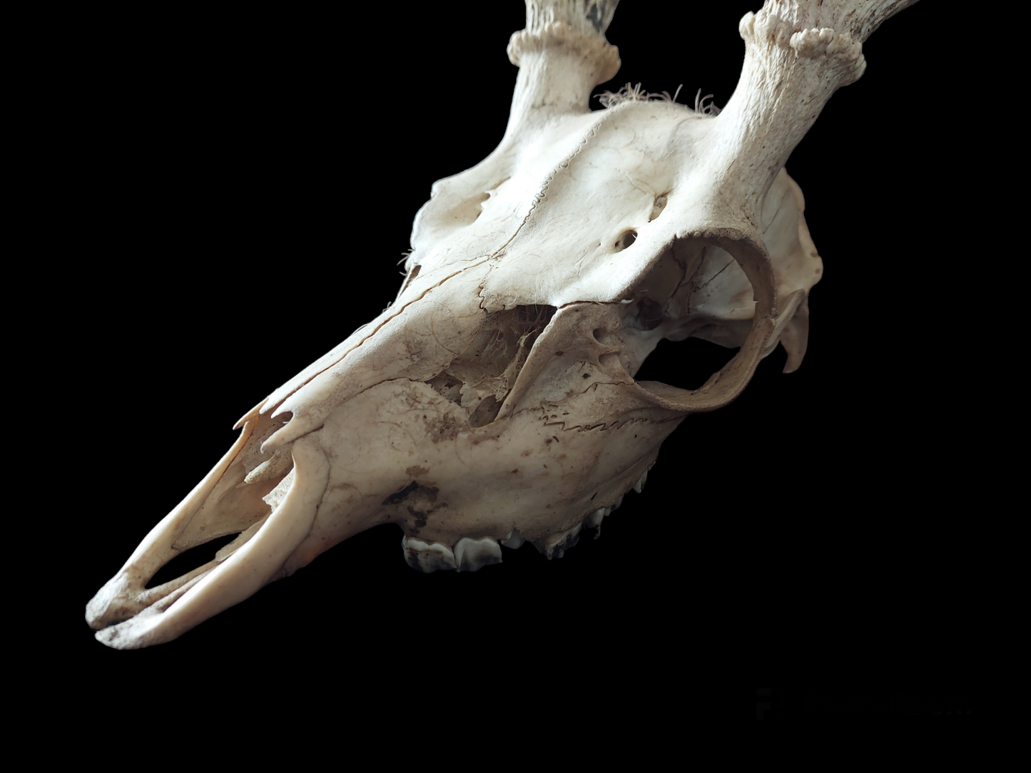 Fallow deer upper skull