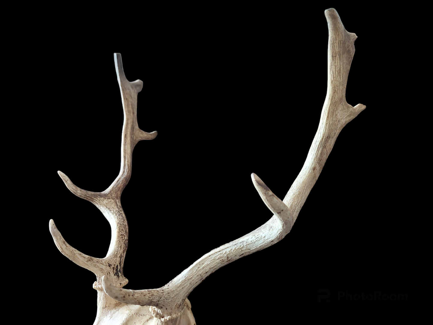 Fallow deer upper skull