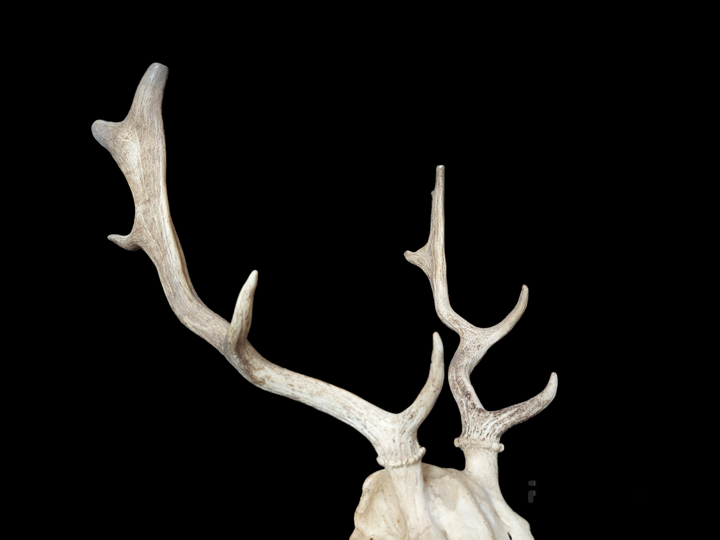 Fallow deer upper skull