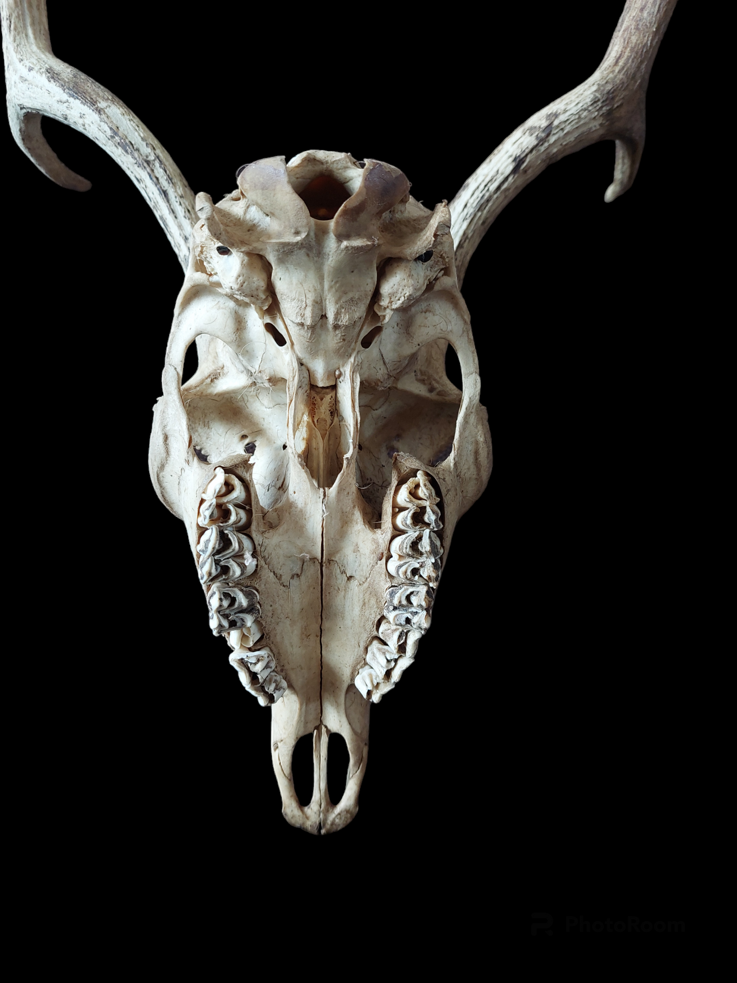 Fallow deer upper skull