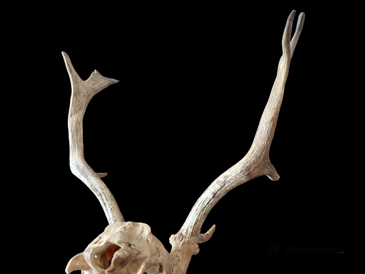 Fallow deer upper skull