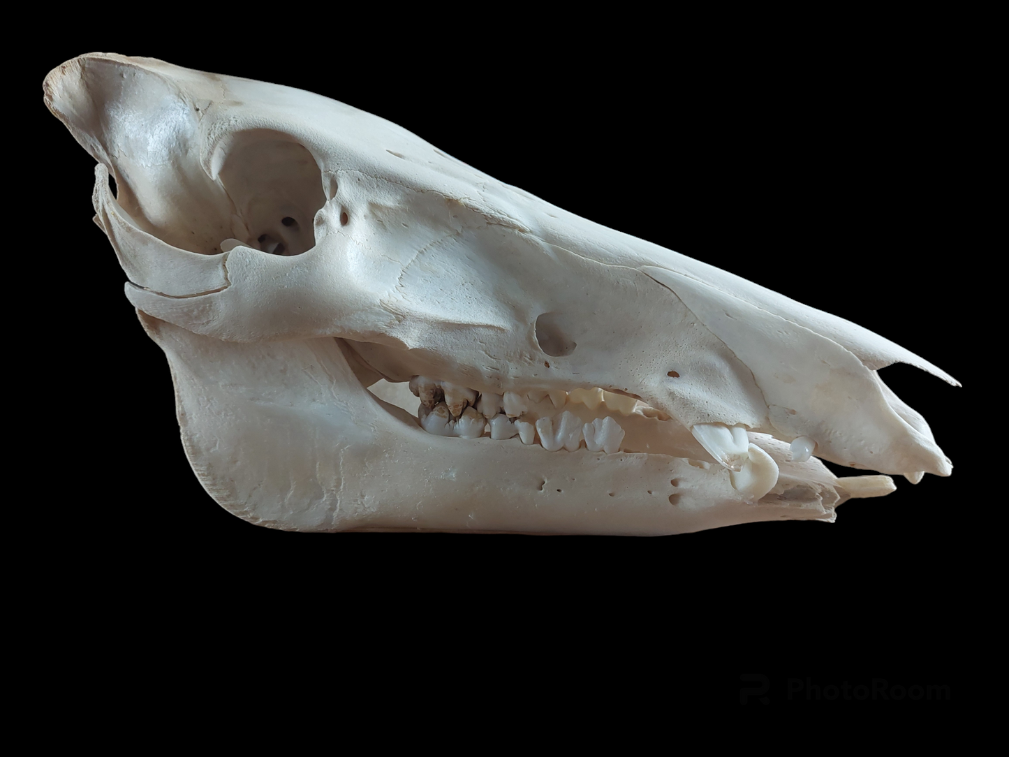 Wild boar skull, B-quality