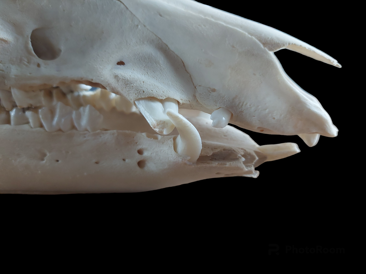 Wild boar skull, B-quality