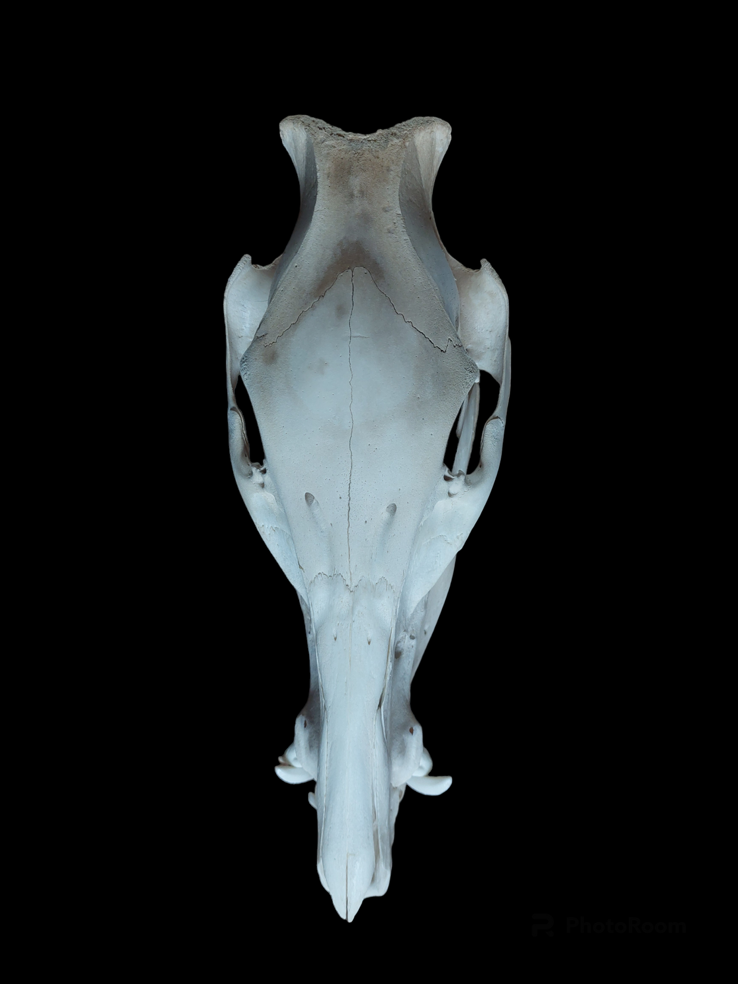 Wild boar skull, B-quality